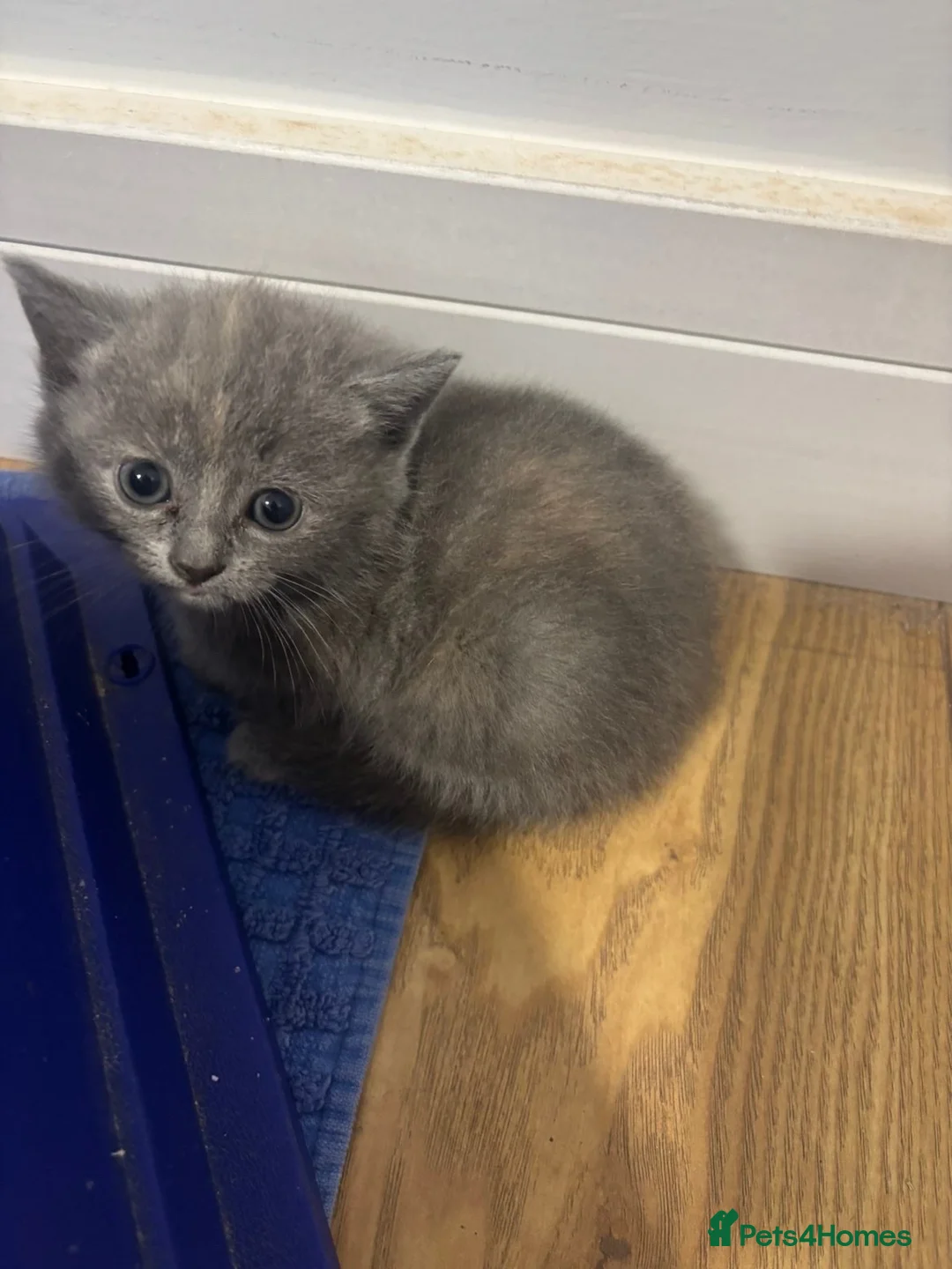 British Shorthair cats for sale: 4 adorable kittens  - Advert 2