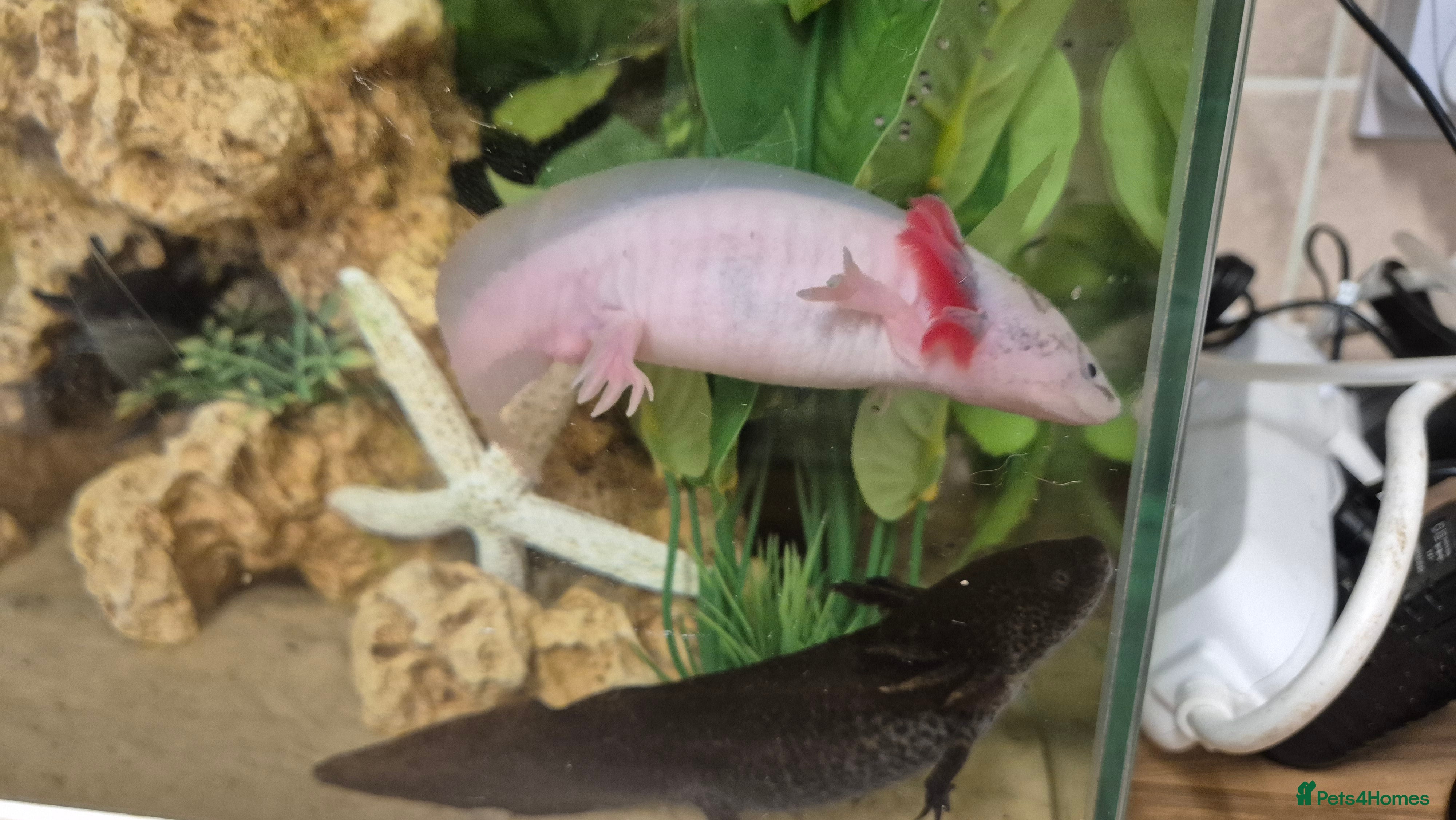 Other/Mixed Breed fish Adult Male lecustic Axolotl  - Advert 7