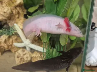 Other/Mixed Breed fish Adult Male lecustic Axolotl - Advert 7