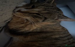 British Shorthair cats for sale: Gorgeous multicoloured British short hair - Image 1