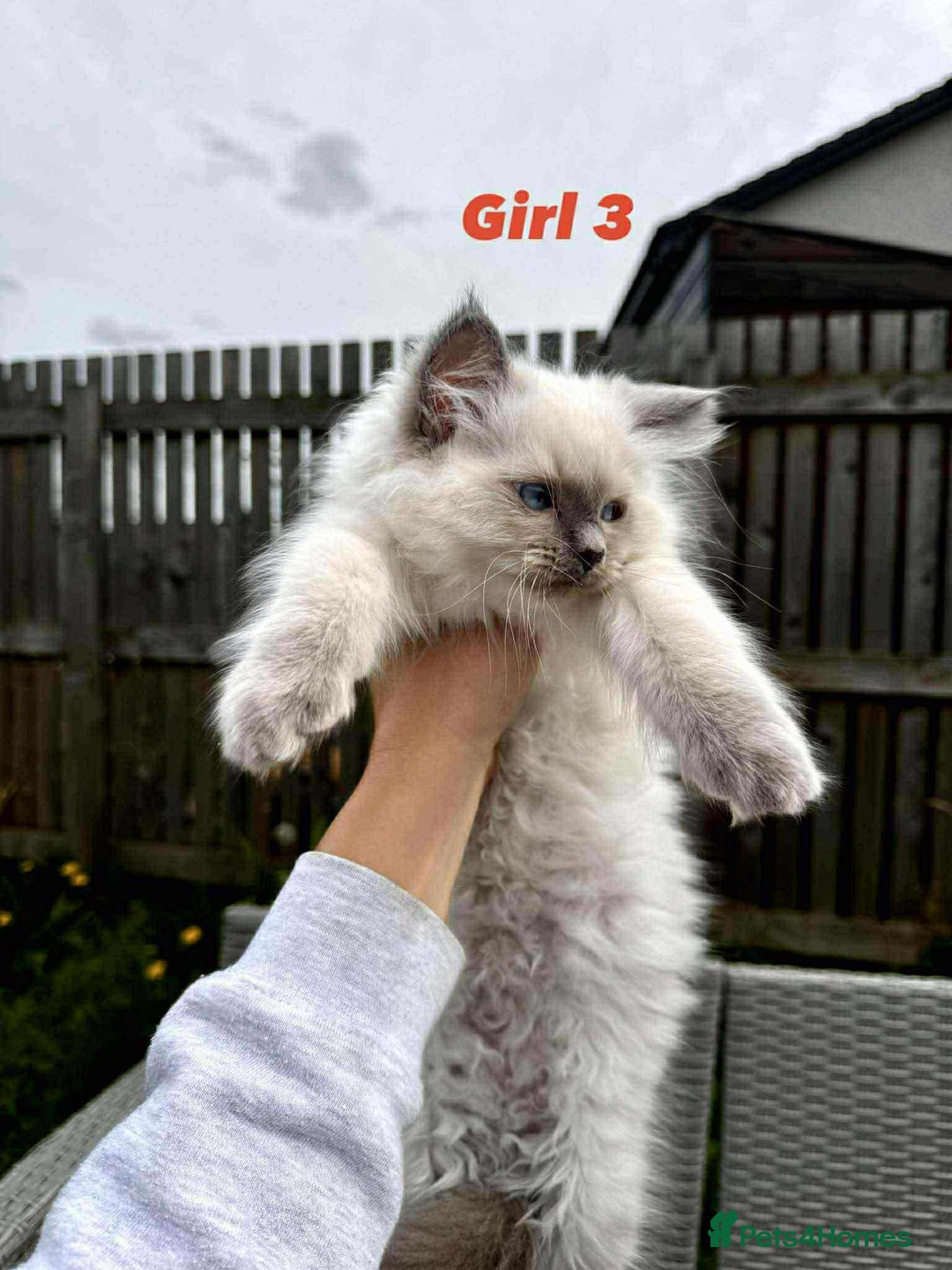 Ragdoll cats for sale: Ragdoll Kittens - Image 7