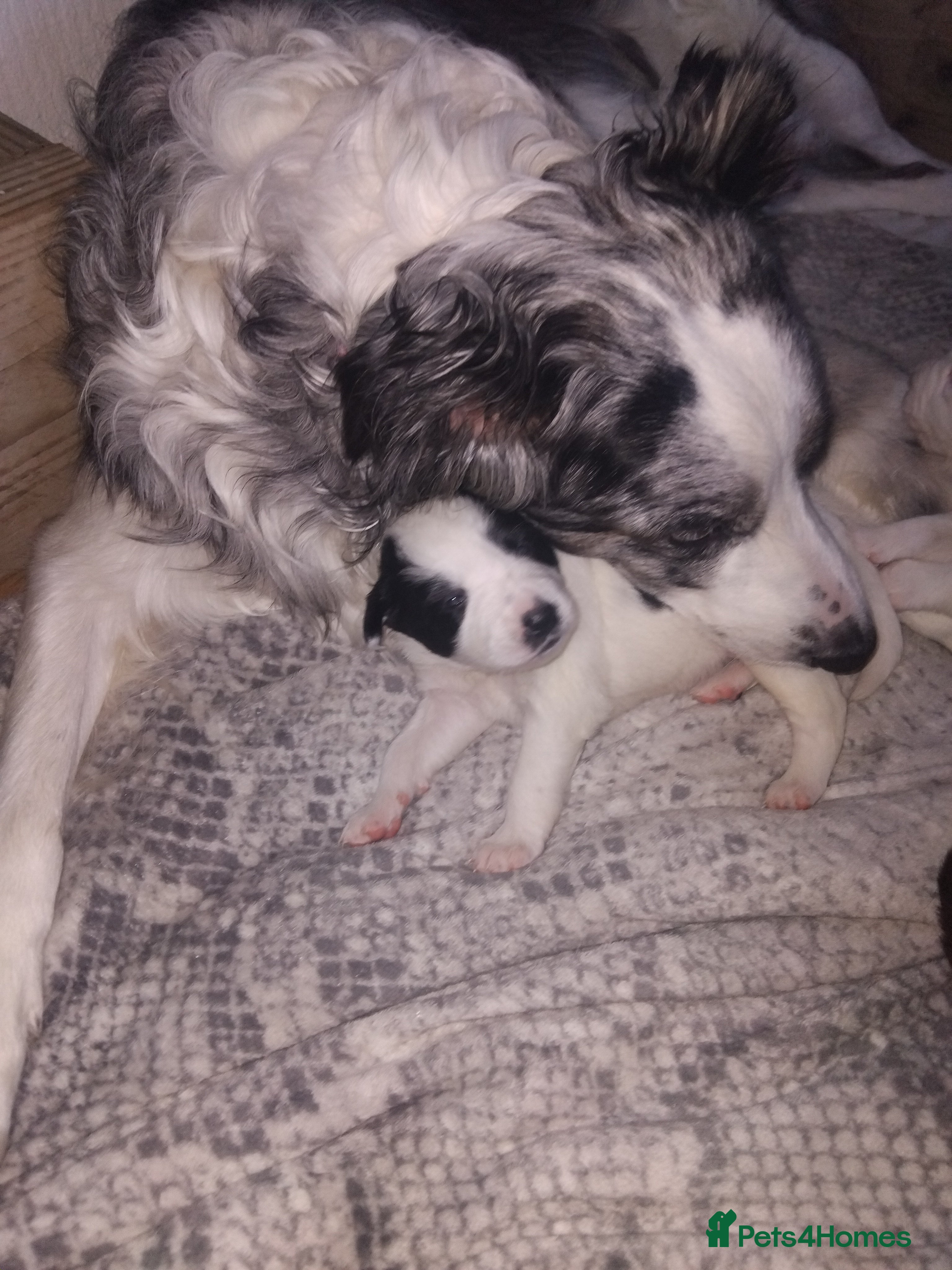 Border Collie dogs Border collie blue marble puppies - Advert 3