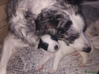Border Collie dogs Border collie blue marble puppies - Advert 6
