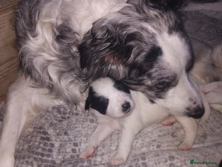 Border Collie dogs Border collie blue marble puppies - Advert 3