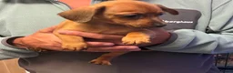 Chiweenie dogs for sale: chi-weenie Puppy's for sale  in Wallsend - Advert 4
