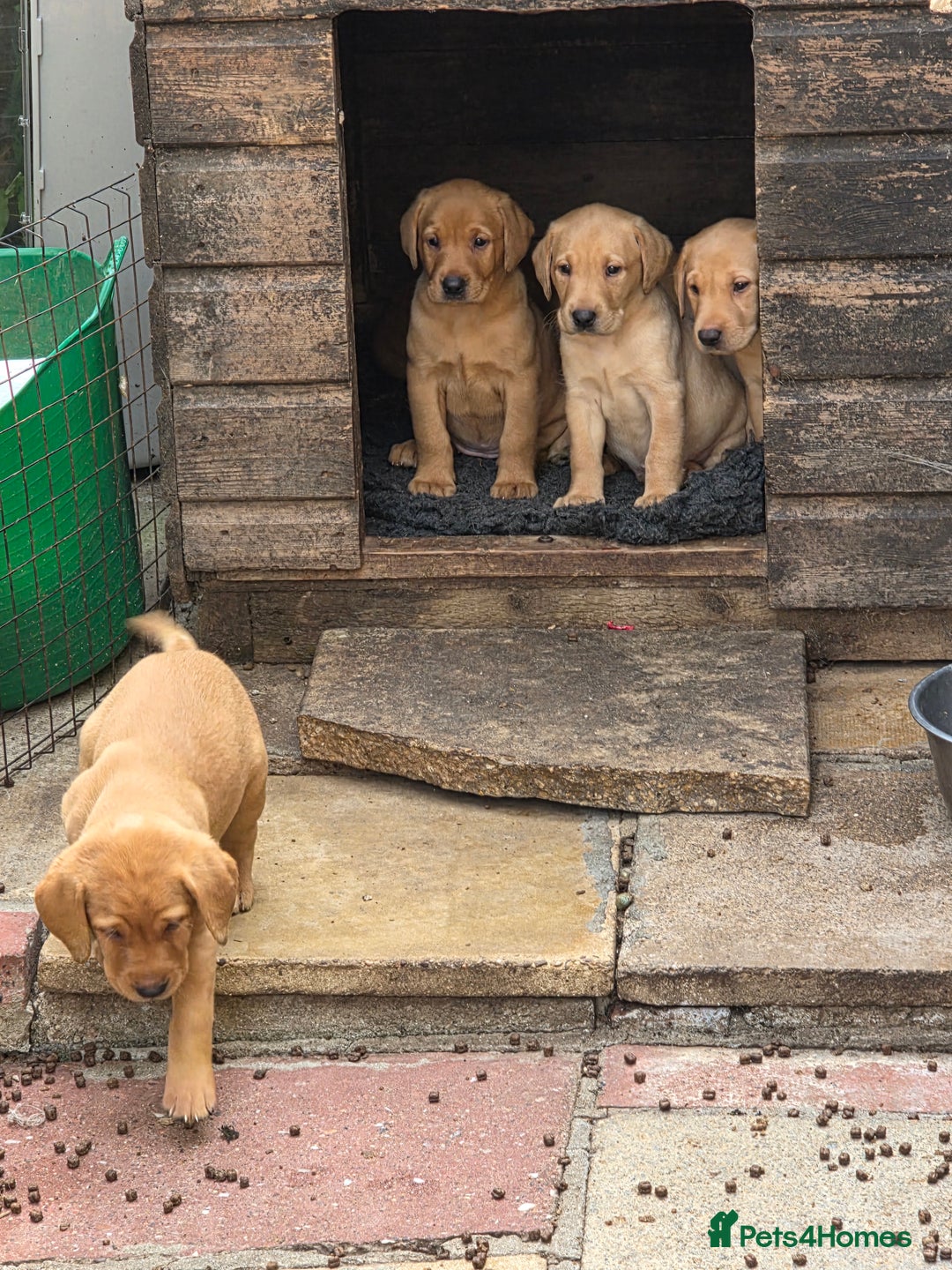 Labrador Retriever dogs for sale: Kc reg  yellow lab puppies 🐶  - Image 13
