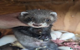 Ferret rodents for sale: Ferrets  - Image 3
