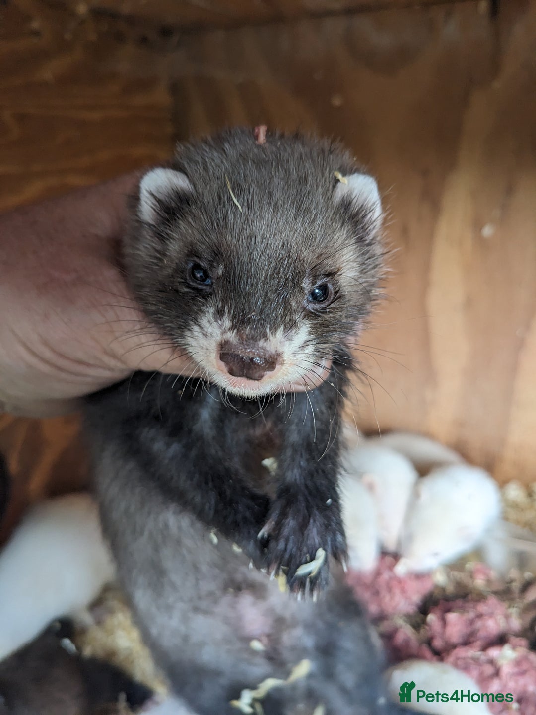 Ferret rodents for sale: Ferrets  - Image 3