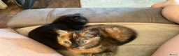 Mixed Breed cats for sale: Calico kitten  - Advert 6