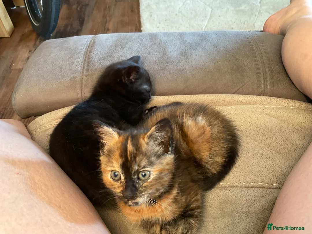 Mixed Breed cats for sale: Calico kitten  - Advert 6
