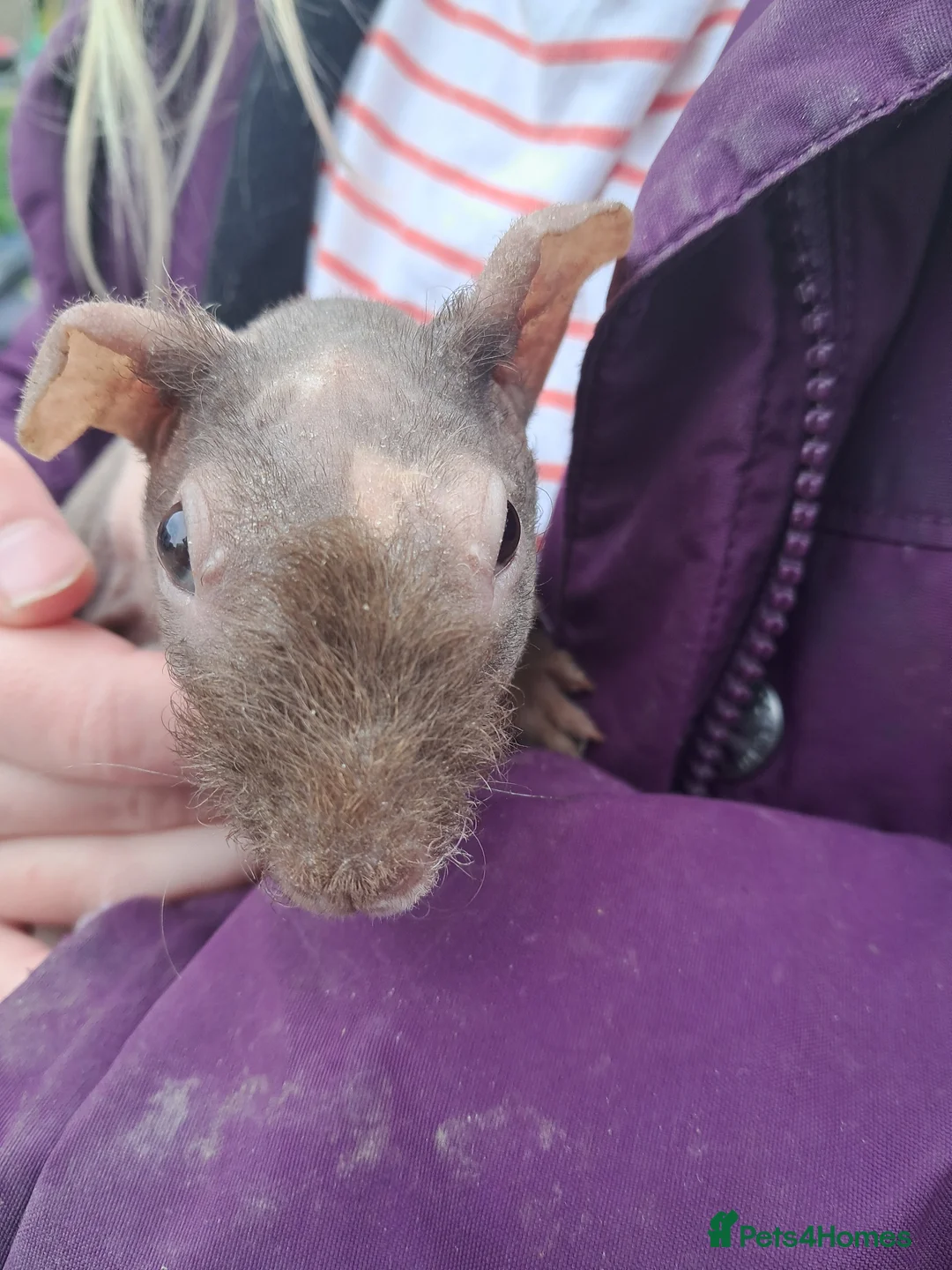 Guinea Pig rodents for sale: Skinny Pigs available Females and Males - Advert 4