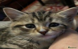 Mixed Breed cats for sale: 1/4 Persian, 1/4 Ragdoll kittens looking for home - Image 9