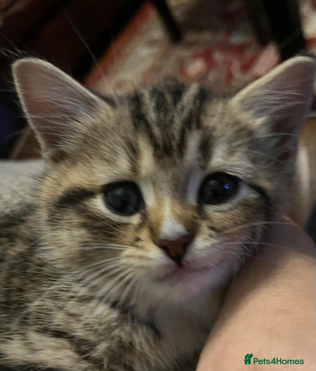 Mixed Breed cats for sale: 1/4 Persian, 1/4 Ragdoll kittens looking for home - Image 9