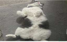 British Shorthair cats for sale: British Shorthair Female - Age 6 - Image 3