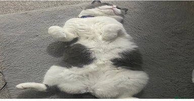 British Shorthair cats - Advert 4