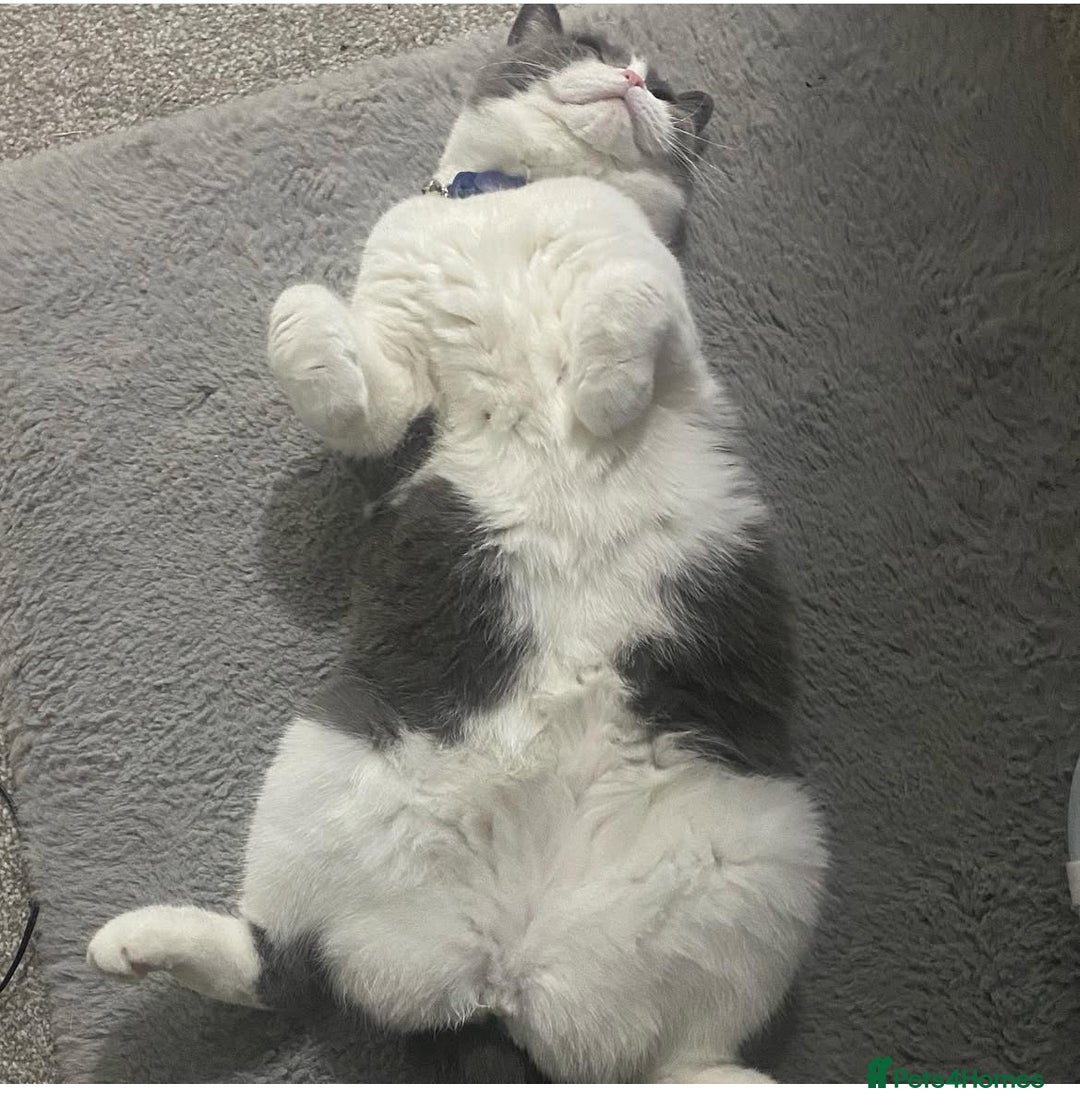 British Shorthair cats for sale: British Shorthair Female - Age 6 - Image 3