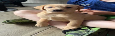 Labrador Retriever Puppy 4