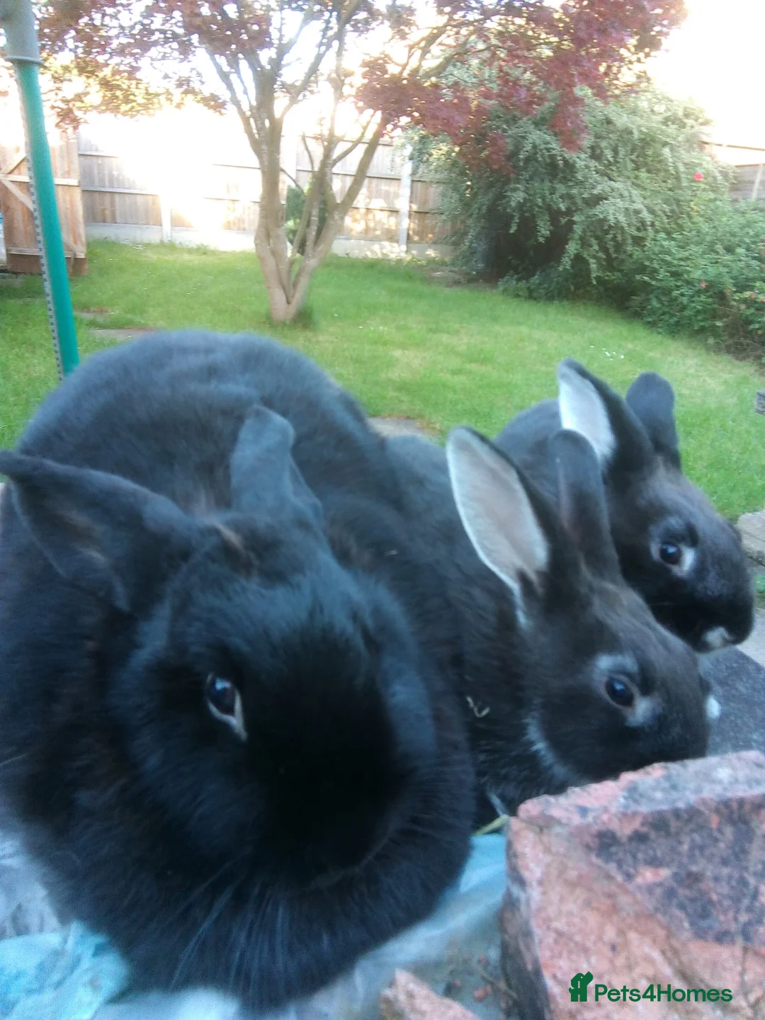 Sable rabbits for sale: Baby sable rabbits - Advert 8