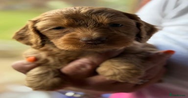 Cockapoo dogs - Advert 4