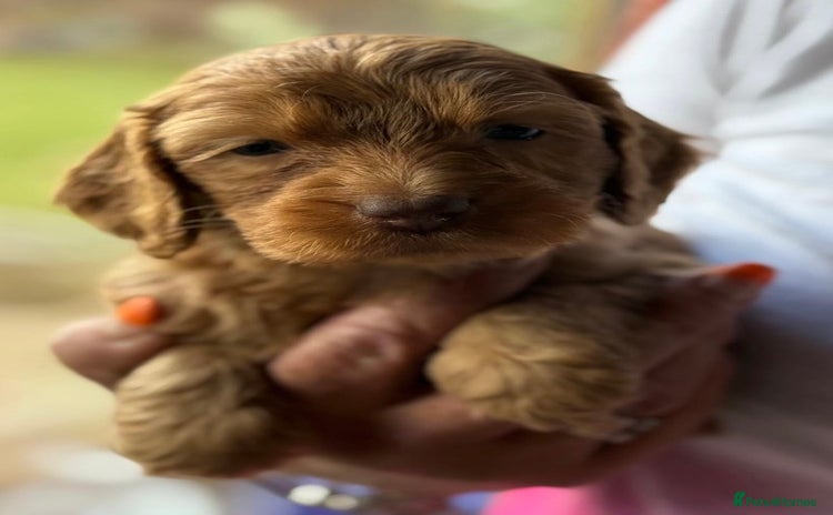 Cockapoo dogs - Advert 9