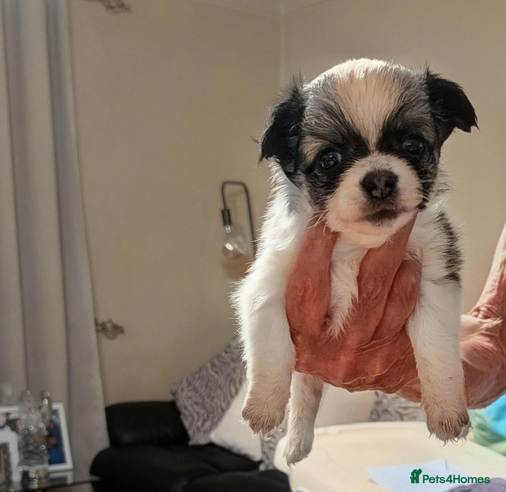 Chihuahua dogs Lovely tiny chihuahua puppies for sale  - Advert 2