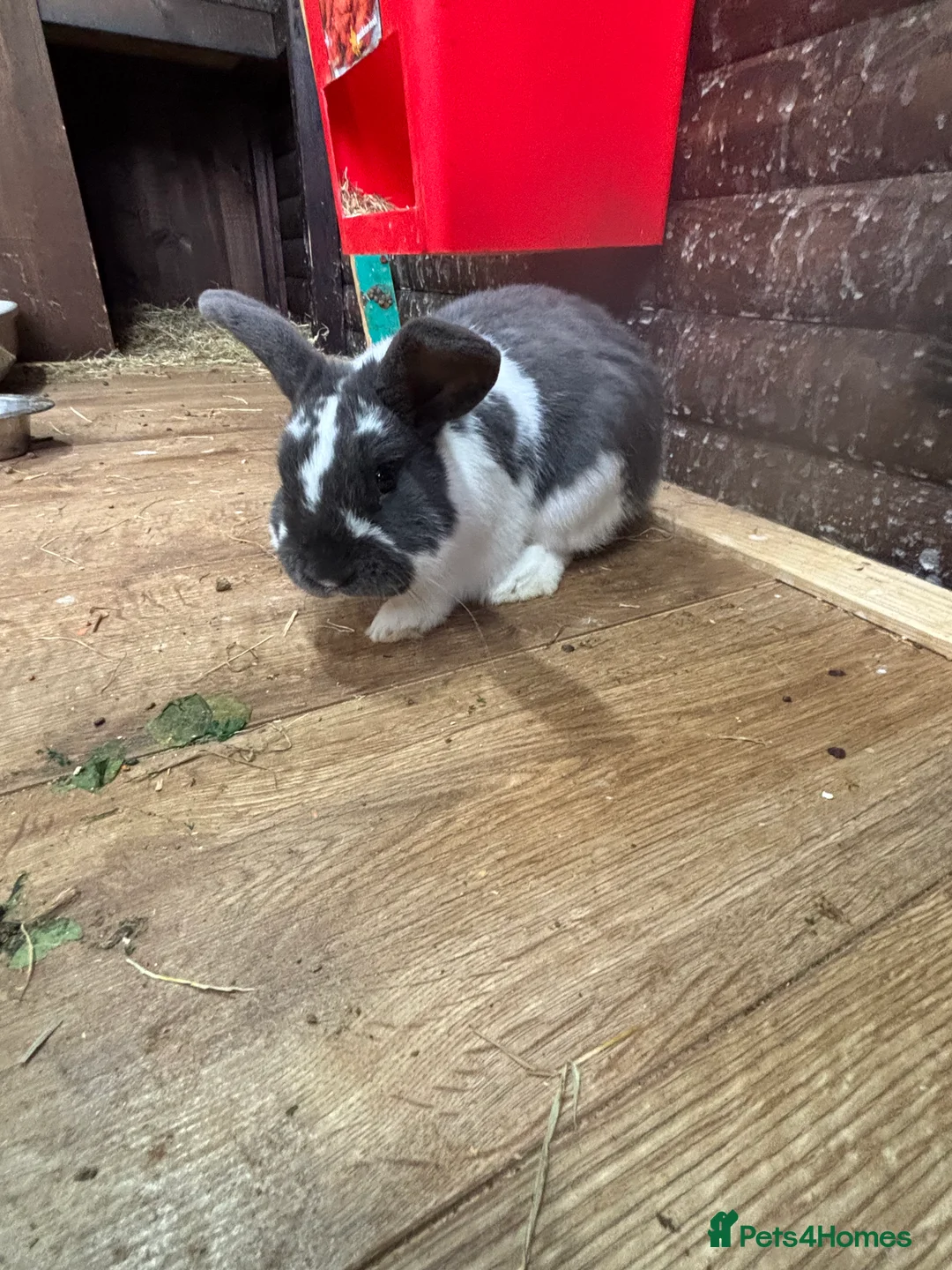 Mini Lop rabbits for sale: mini lop ear babies - Advert 2