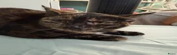 Mixed Breed cats for sale: Beatiful mixed breed female cat. - Advert 6