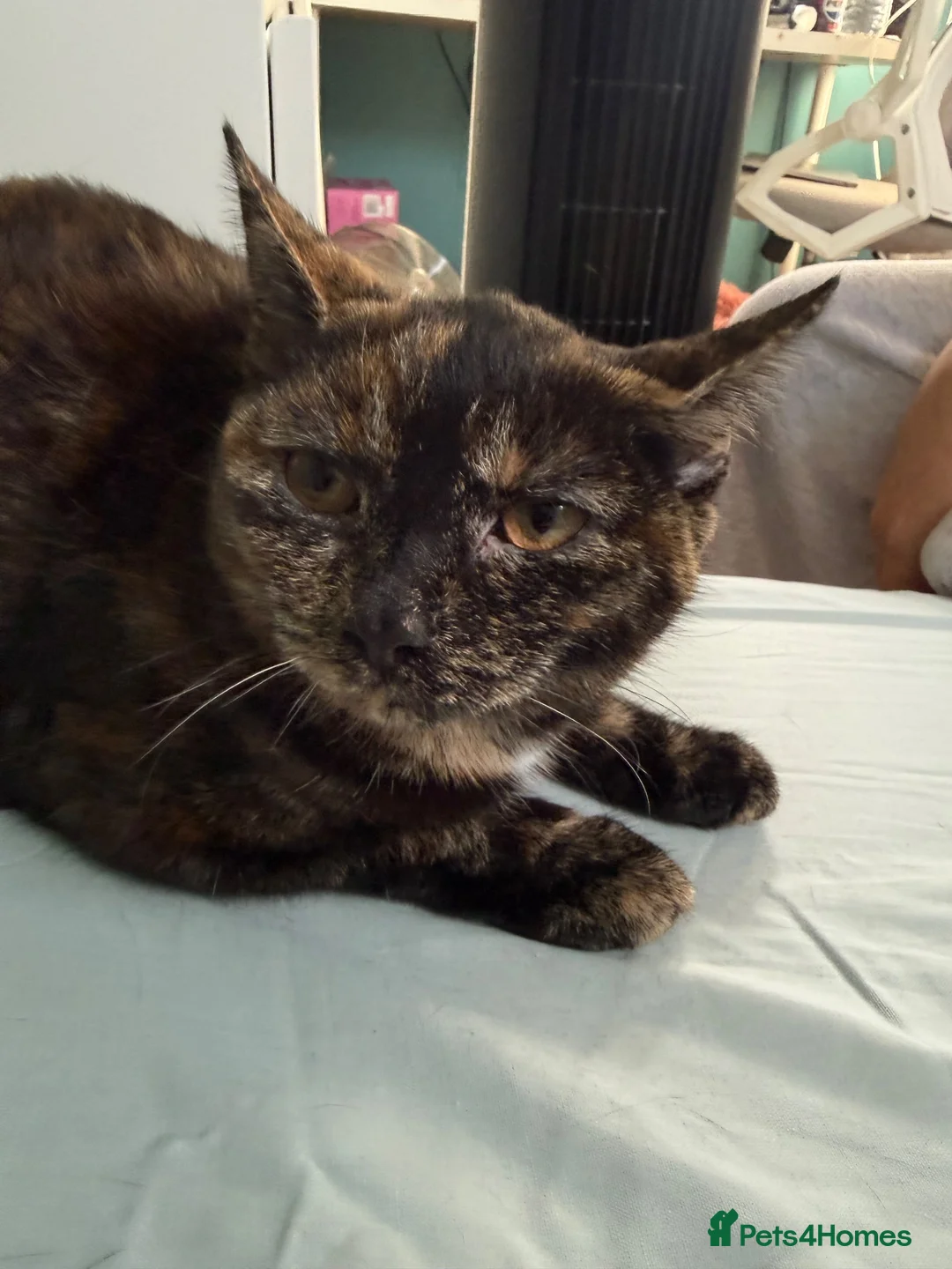 Mixed Breed cats for sale: Beatiful mixed breed female cat. - Advert 6
