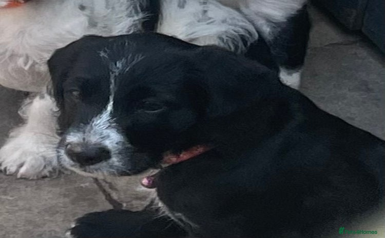 Mixed Breed dogs - Advert 2