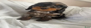 Cockapoo 8