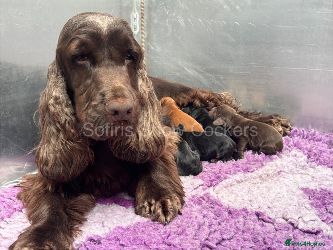Cocker Spaniel dogs for sale: Waiting list for show litter due 27th sept - Image 12