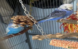 Budgerigars birds for sale: 2 budgies with cage and toys - Image 4
