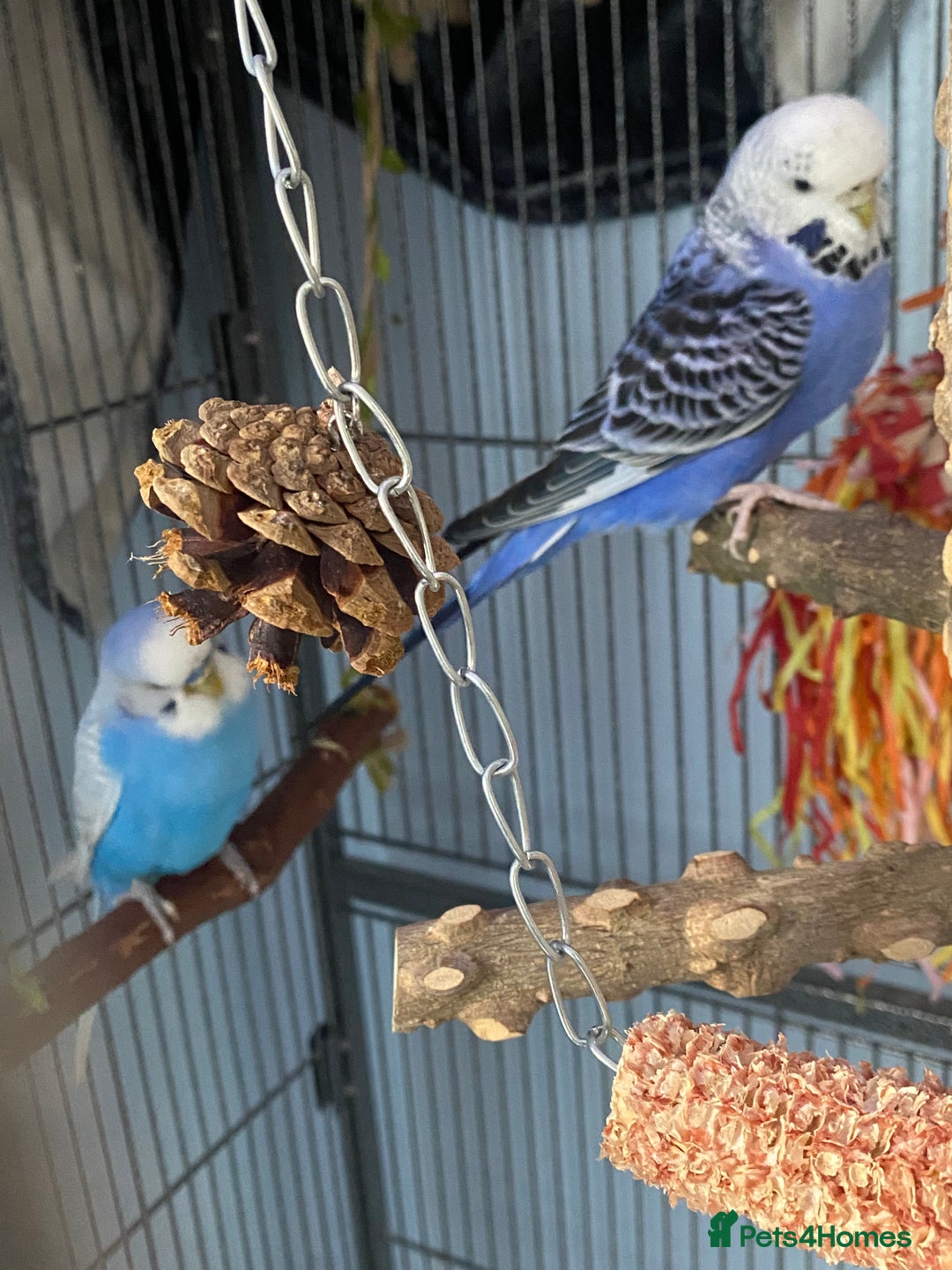 Budgerigars birds for sale: 2 budgies with cage and toys - Image 4