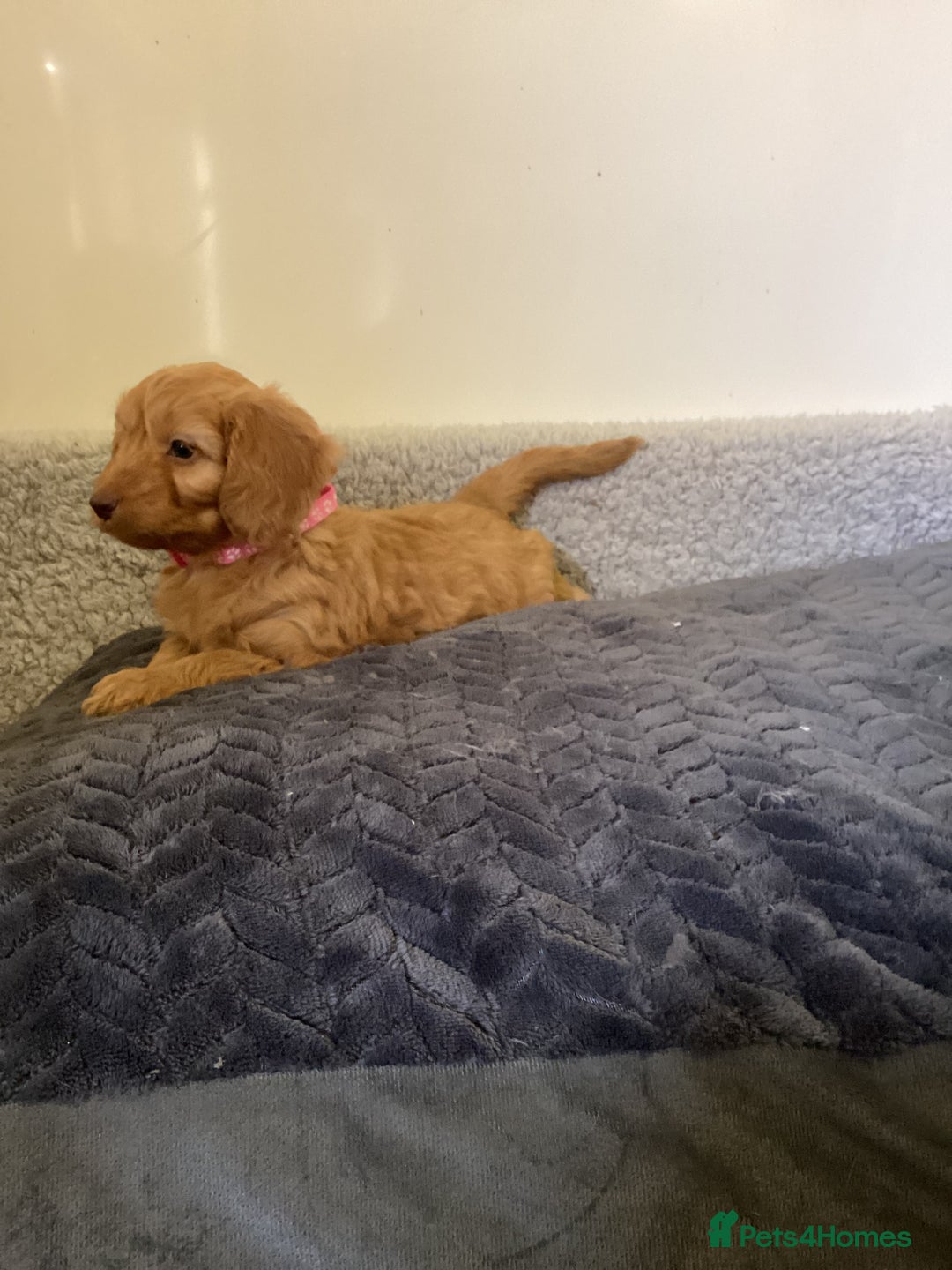 Cockapoo dogs for sale: F1 cockapoos  - Image 8