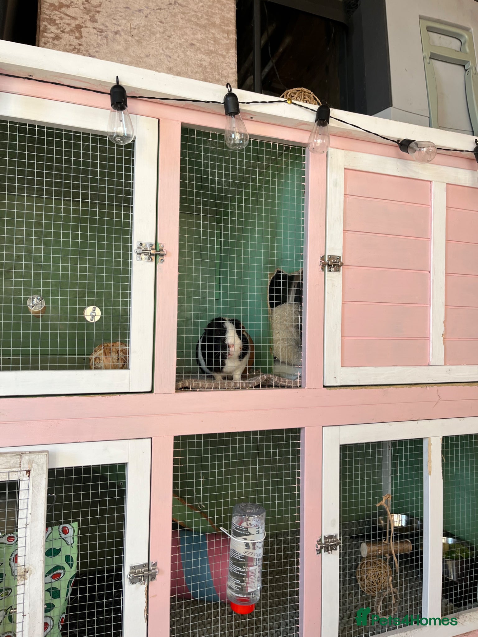 Guinea Pig rodents LOOKING FOR FEMALE NEUTERED GP - Advert 1