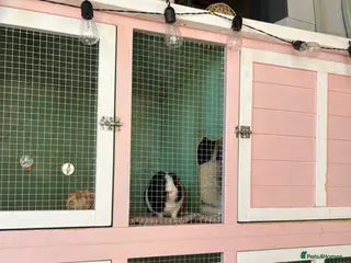 Guinea Pig rodents LOOKING FOR FEMALE NEUTERED GP - Advert 1