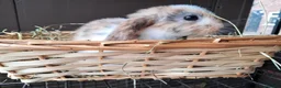 Mini Lop rabbits for sale: Baby lops in Rugeley - Advert 10