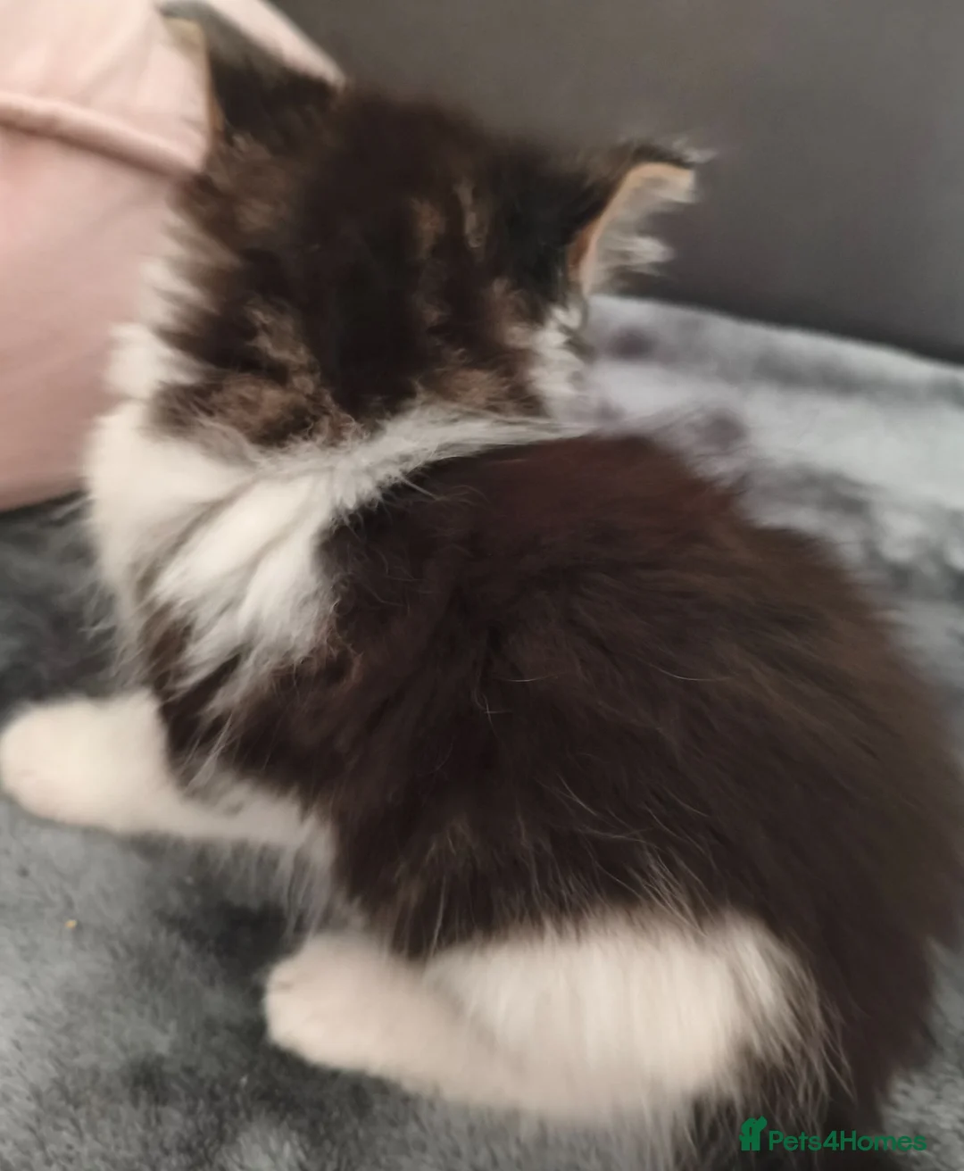 Mixed Breed cats for sale: Lovely & Playful Kittens looking for a New home!  - Advert 17