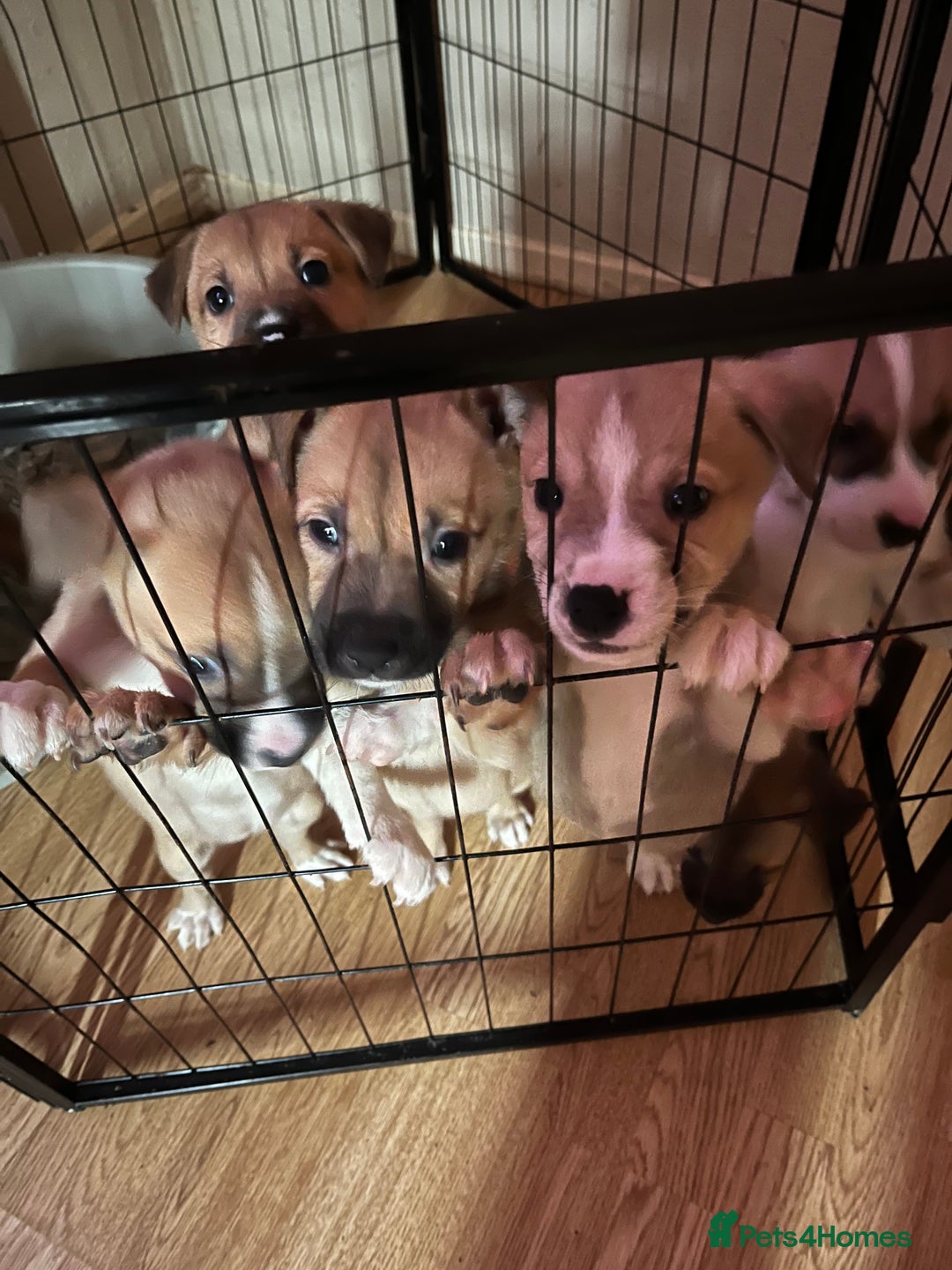 Mixed Breed dogs for sale: 7 puppies for sale - Advert 12