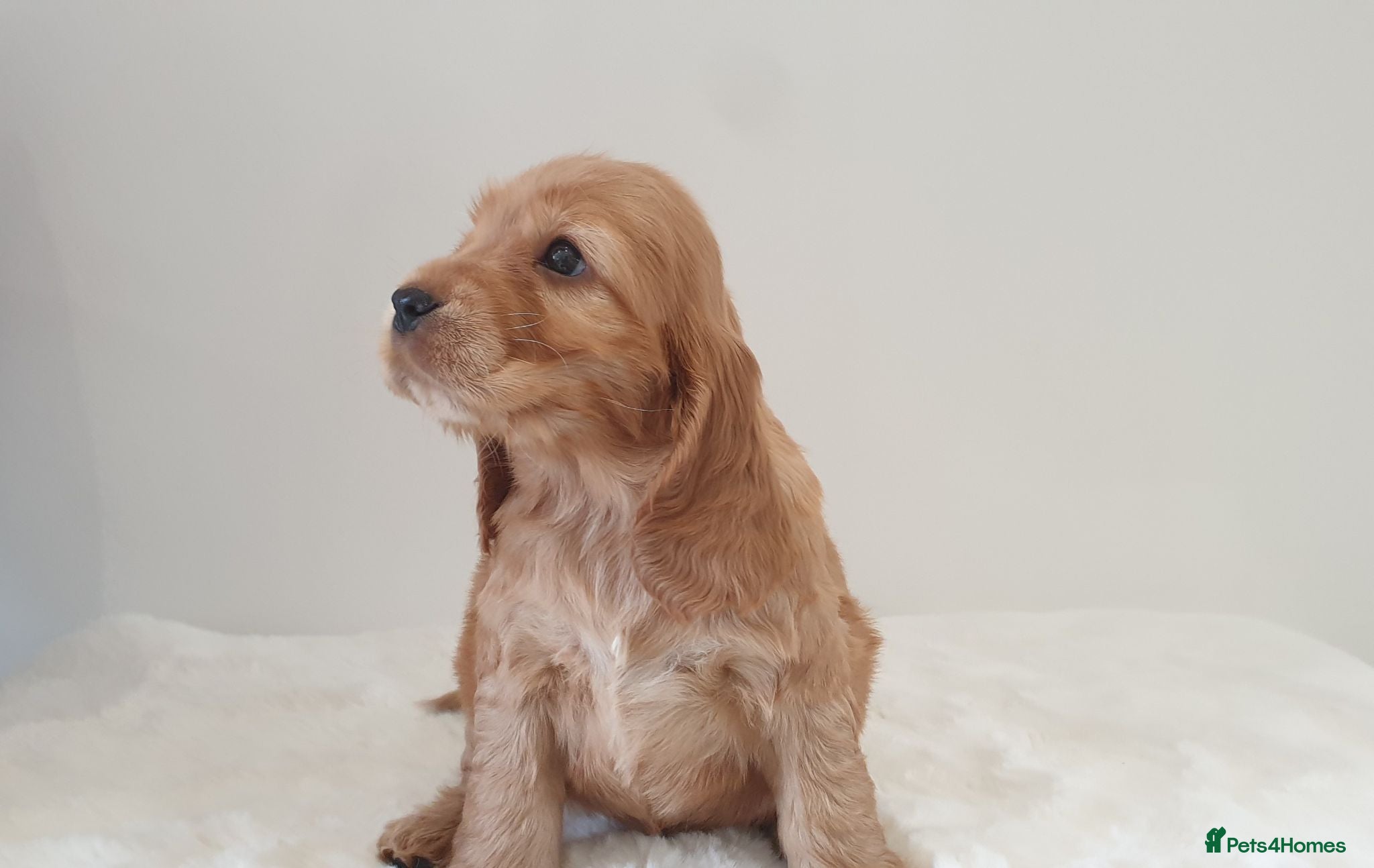 Cocker Spaniel dogs Show line K.C Cocker Spaniel Puppies  - Advert 1