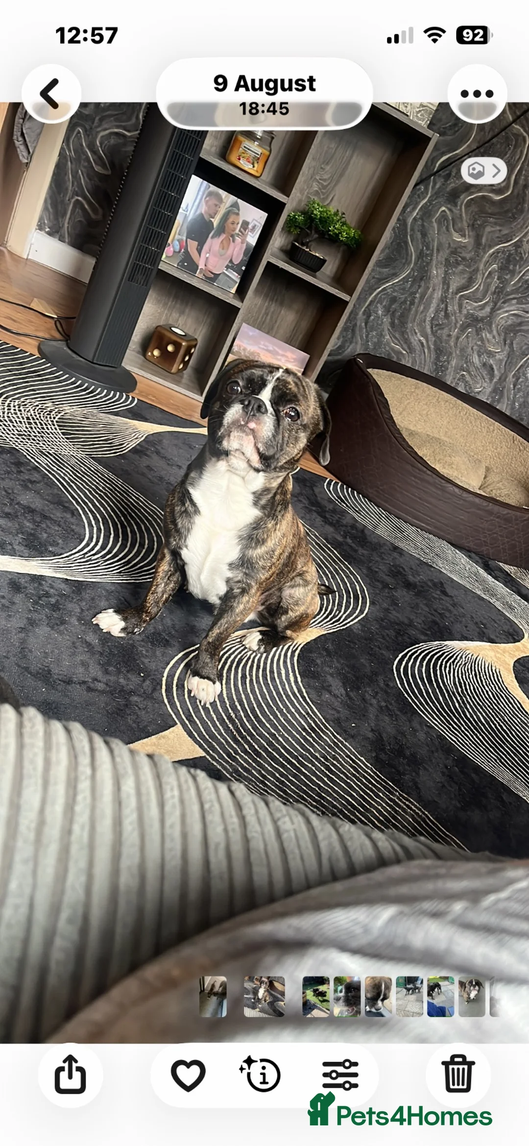 Mixed Breed dogs for sale: Meet Buddy  - Advert 1