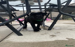 Staffordshire Bull Terrier dogs for sale: 1 boy Champion black Staffordshire puppy  - Image 8