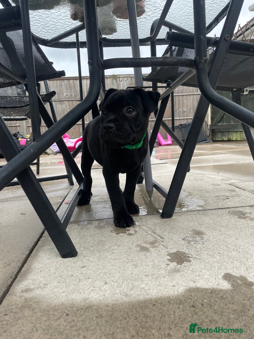 Staffordshire Bull Terrier dogs for sale: 1 boy Champion black Staffordshire puppy  - Image 8