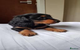 Miniature Dachshund dogs for sale: Miniature longhaired Dashchounds  - Image 12