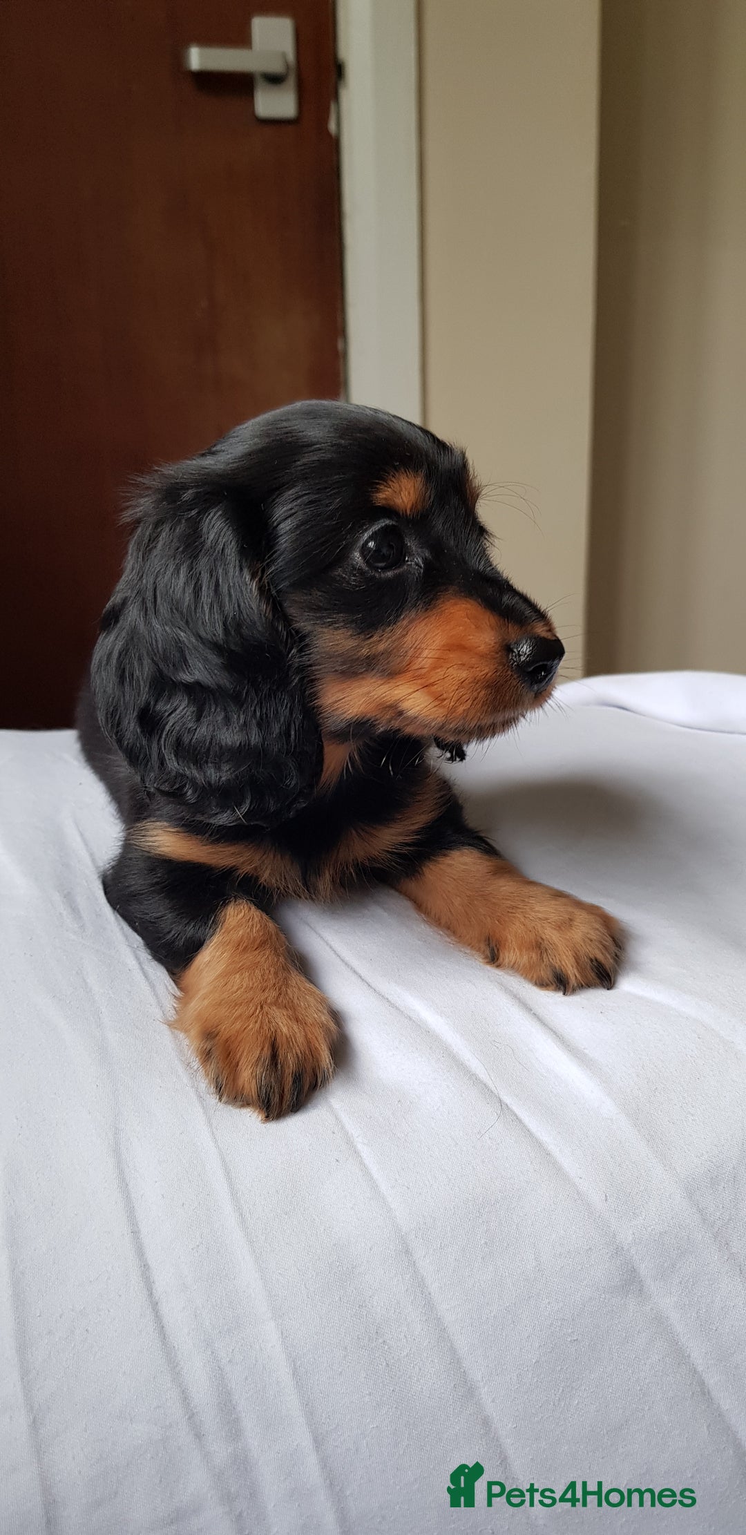 Miniature Dachshund dogs for sale: Miniature longhaired Dashchounds  - Image 12