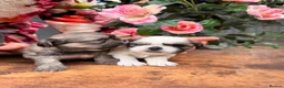 Shih Tzu dogs for sale: Shih Tzu puppies - Advert 5