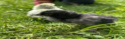 Chickens poultry for sale: Day old chicks, hatching eggs, runner ducklings - Advert 12