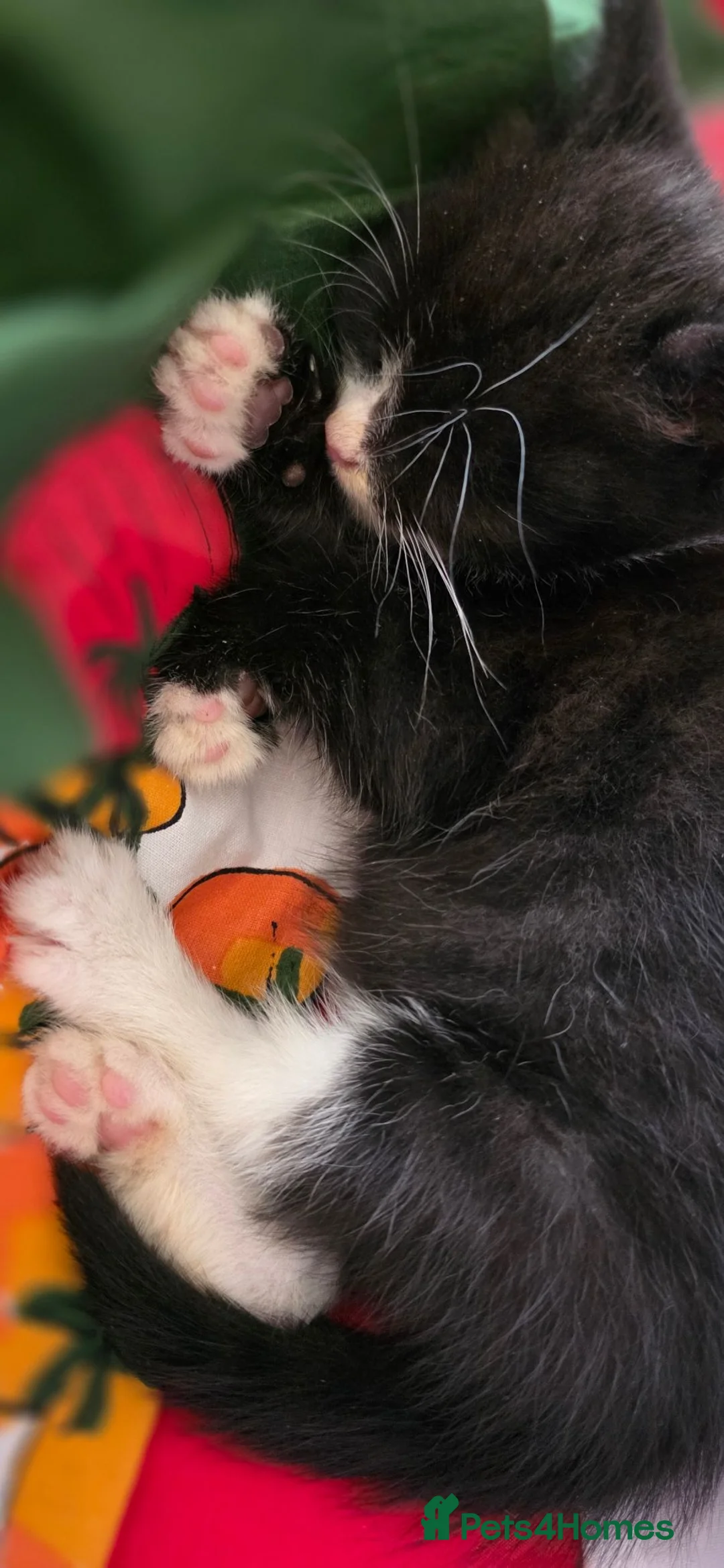Mixed Breed cats for sale: Adorable Tuxedo Male Kitten  - Advert 4