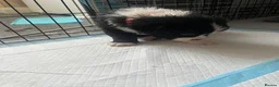 Mixed Breed dogs for sale: Puppies for sale  - Advert 6