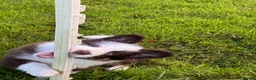 Border Collie dogs for sale: Fluffy male purebred border collie puppies  - Advert 14